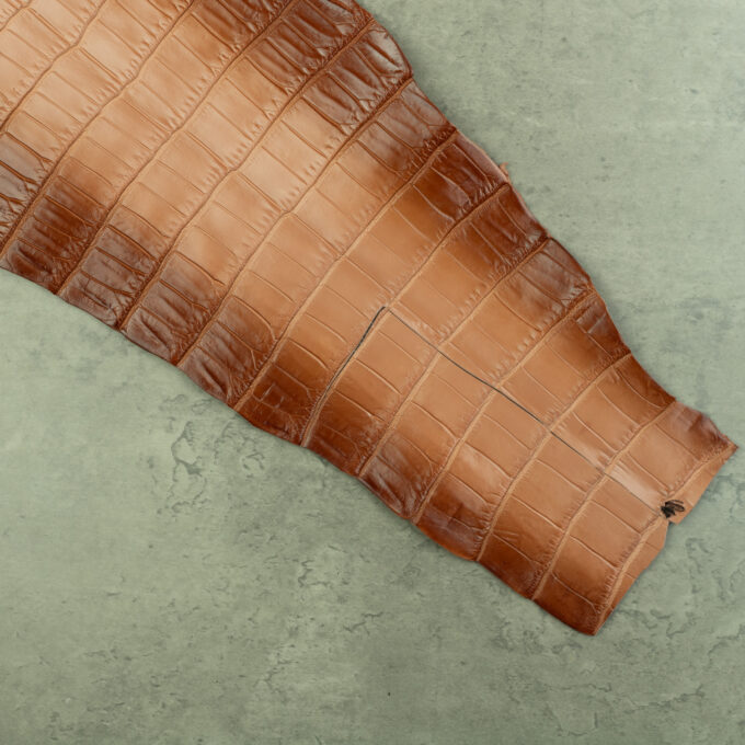 CROCODILE TAIL & HEAD