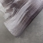 CROCODILE NILOTICUS - Grey