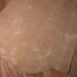 LEATHER DEALS - Missouri Camel 1/4